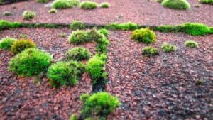 Sammaleen poisto huopakatolta